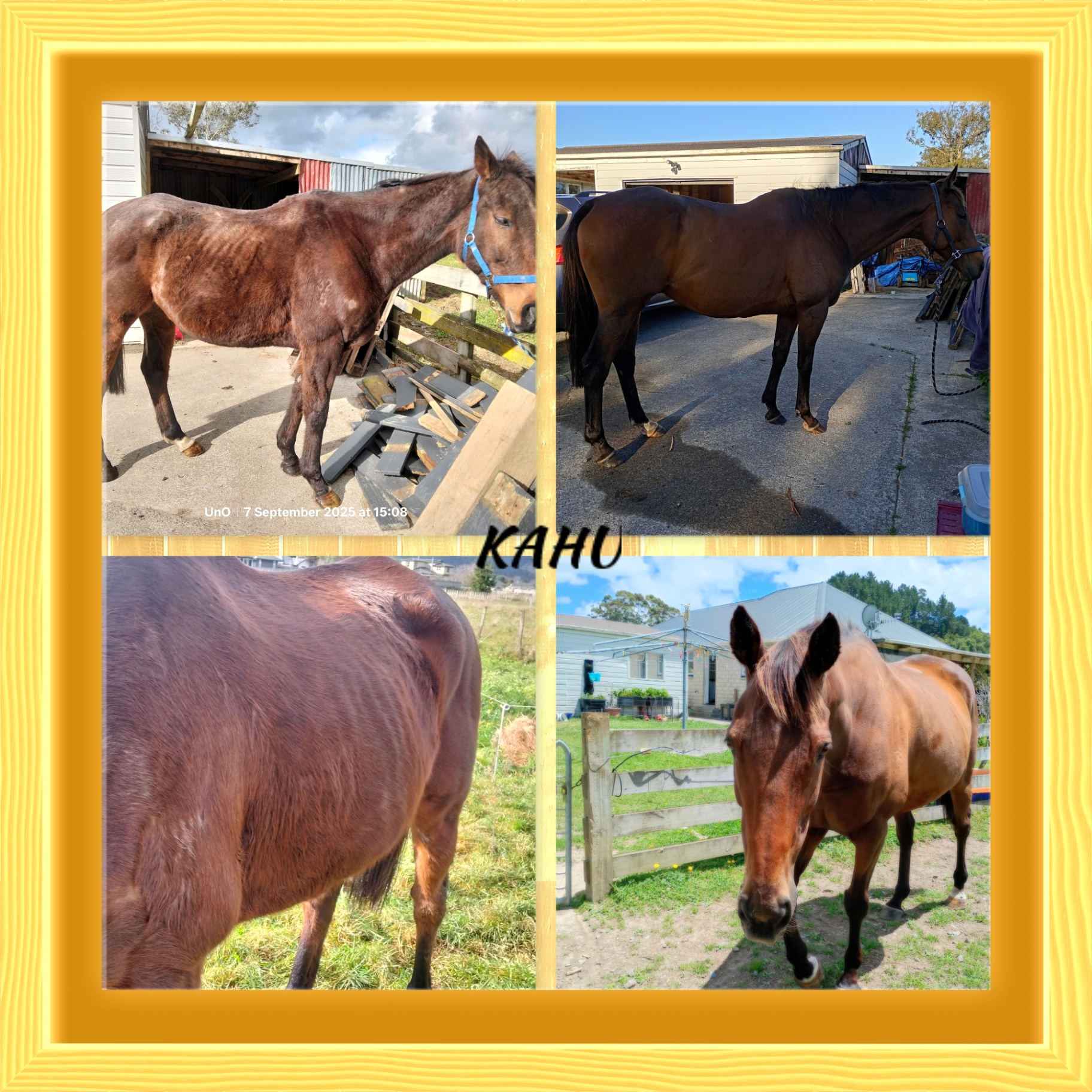 Kahu before rehabilitation