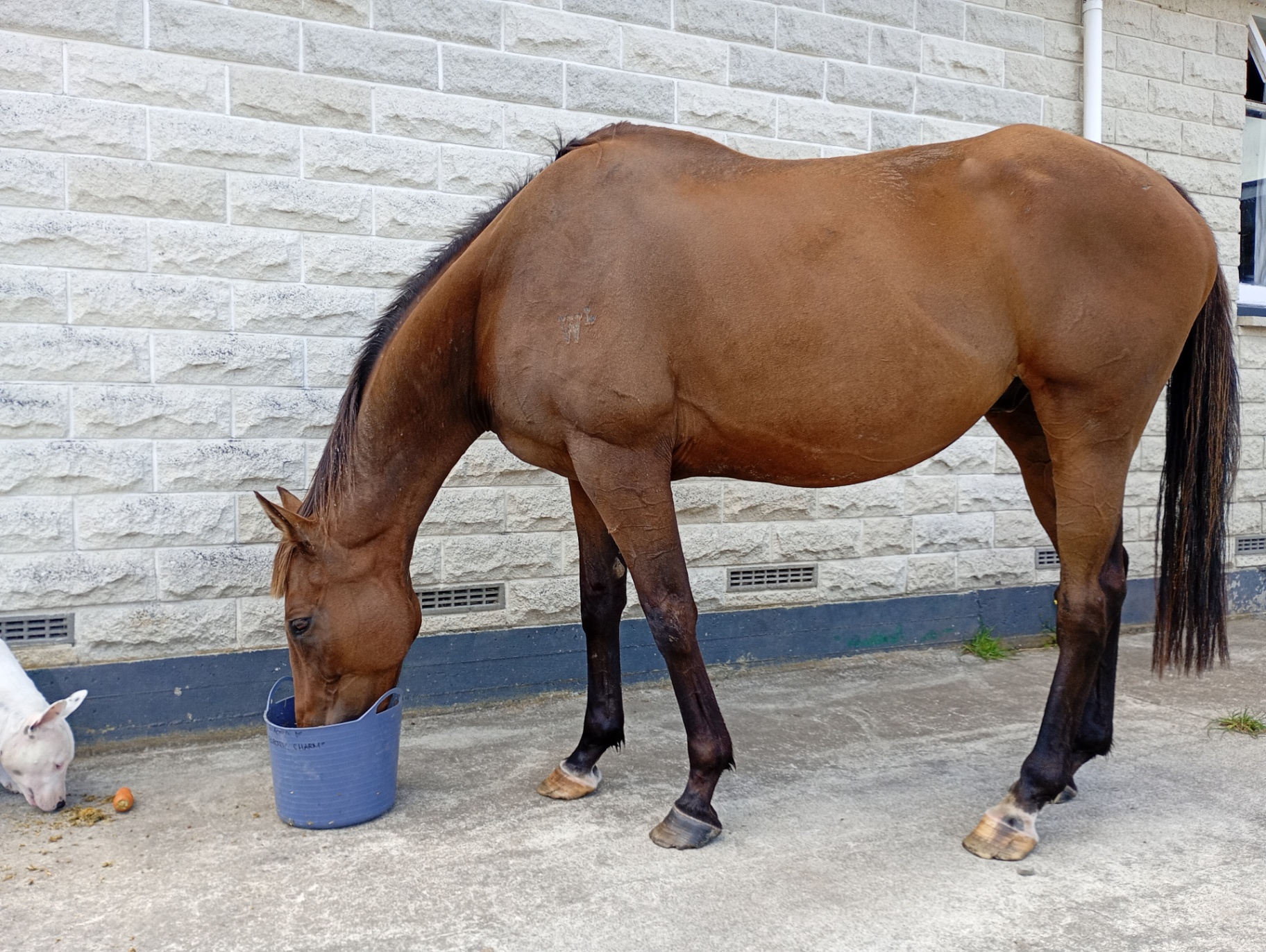 Kahu after rehabilitation