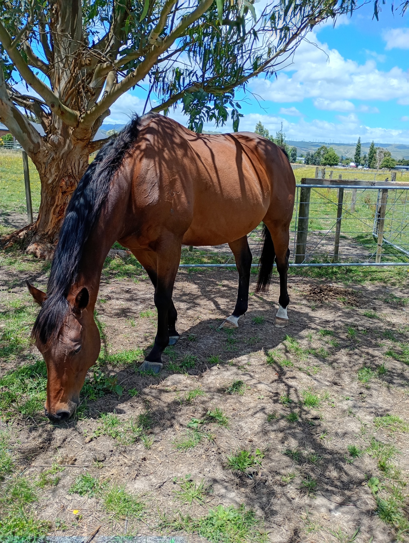 Rip healthy and grazing at Hawkez Haven