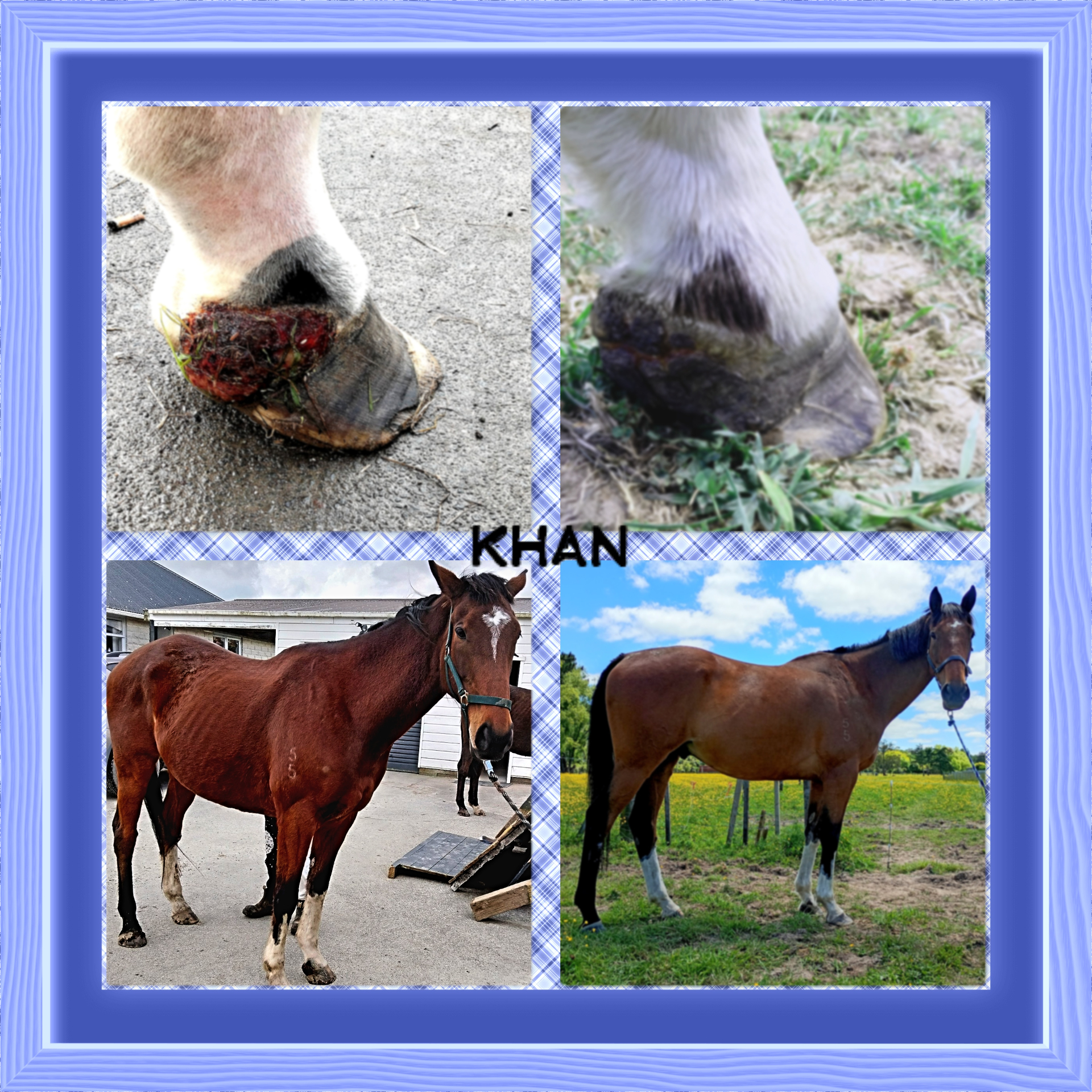 Khan at Hawkez Haven