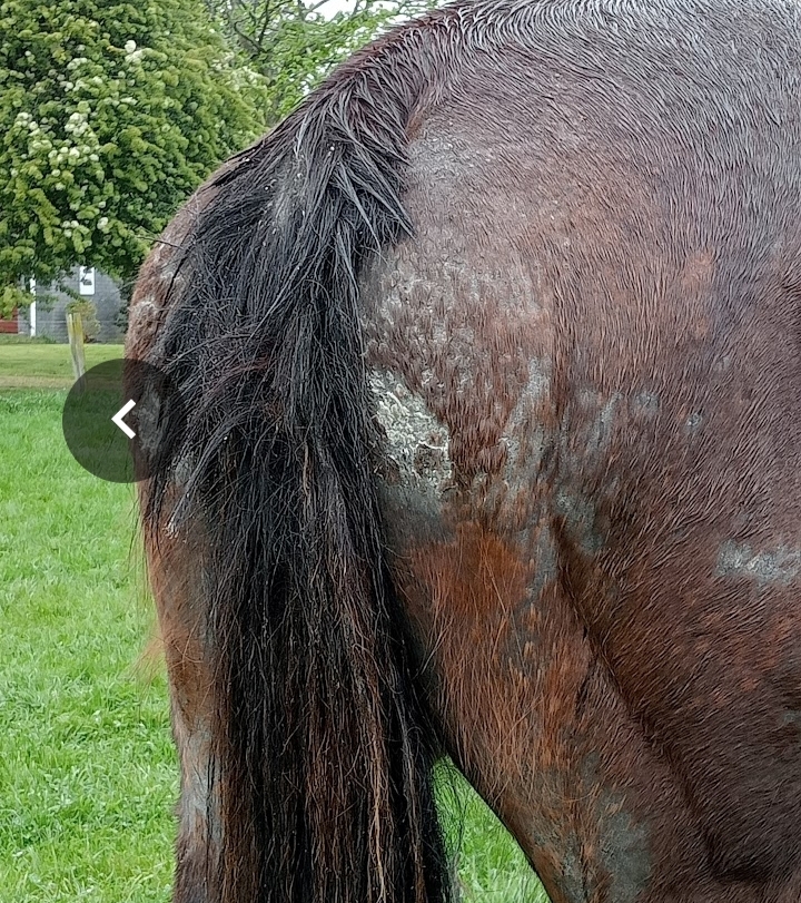 Rip showing rain scald and sores on arrival
