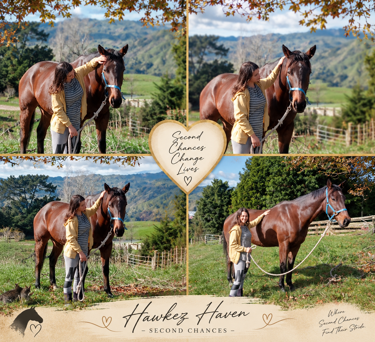 Rescue horse at Hawkez Haven – Second Chances in New Zealand